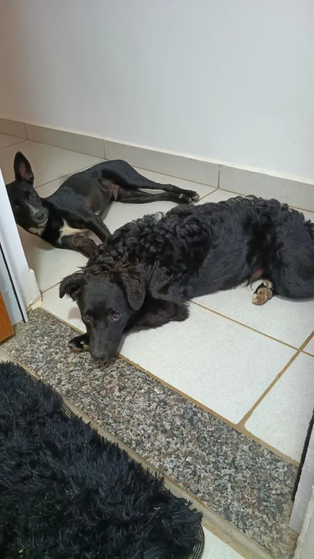 Cachorro raça SRD-ViraLata idade 7 a 11 meses nome Sheldon