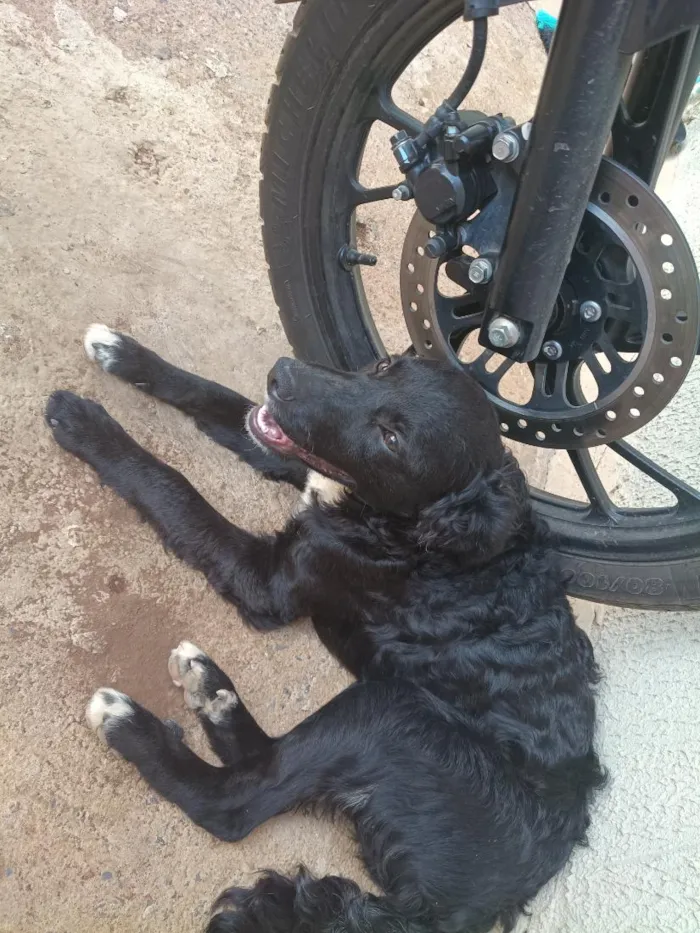 Cachorro raça SRD-ViraLata idade 7 a 11 meses nome Sheldon