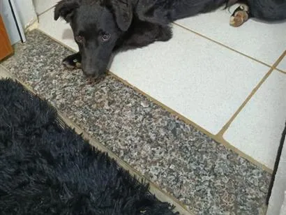 Cachorro raça SRD-ViraLata idade 7 a 11 meses nome Sheldon