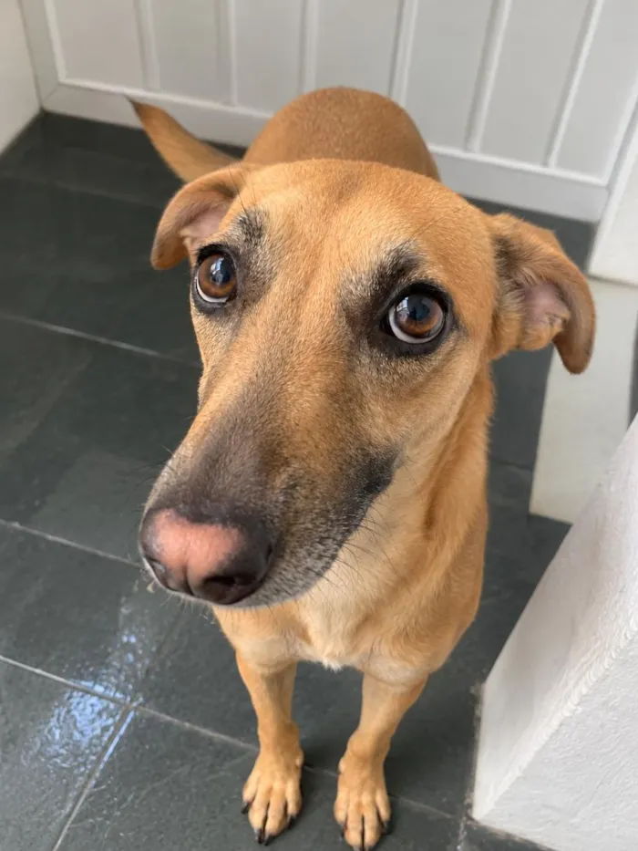 Cachorro raça SRD-ViraLata idade 2 anos nome Sasha