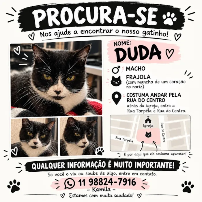 Gato raça SRD-ViraLata idade 6 ou mais anos nome Duda
