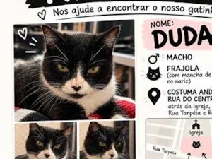 Gato raça SRD-ViraLata idade 6 ou mais anos nome Duda