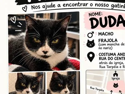 Gato raça SRD-ViraLata idade 6 ou mais anos nome Duda