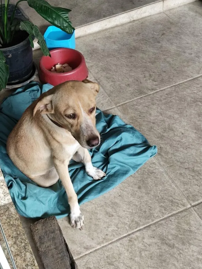 Cachorro raça SRD-ViraLata idade 1 ano nome Mel