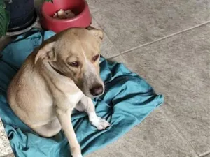 Cachorro raça SRD-ViraLata idade 1 ano nome Mel
