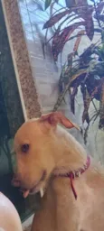 Mel