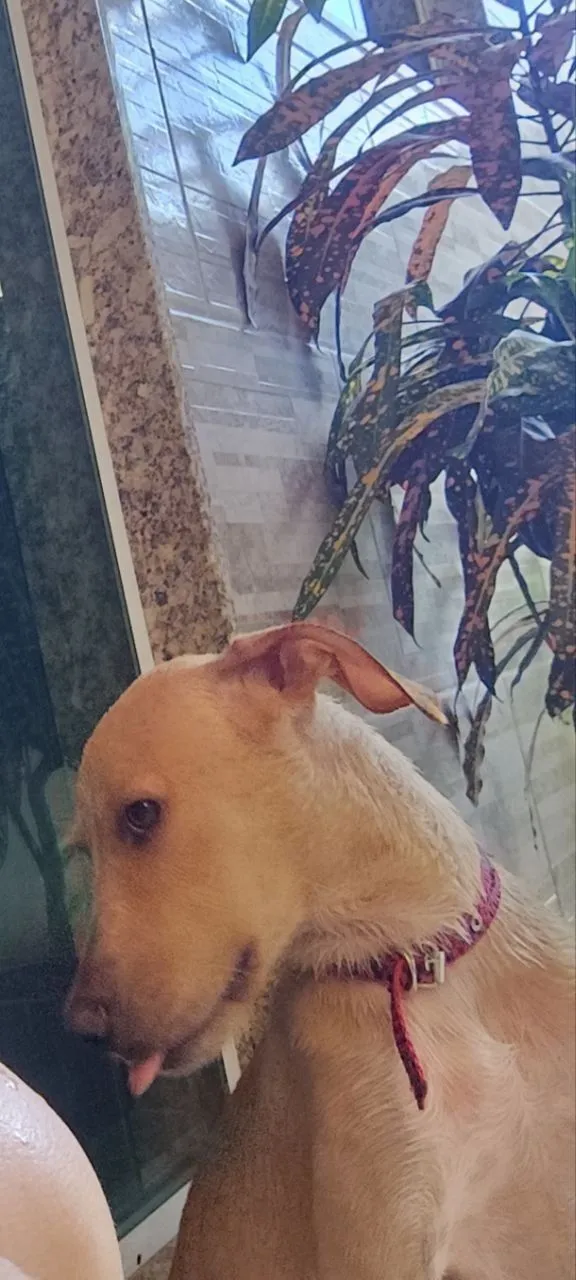 Cachorro raça SRD-ViraLata idade 1 ano nome Mel