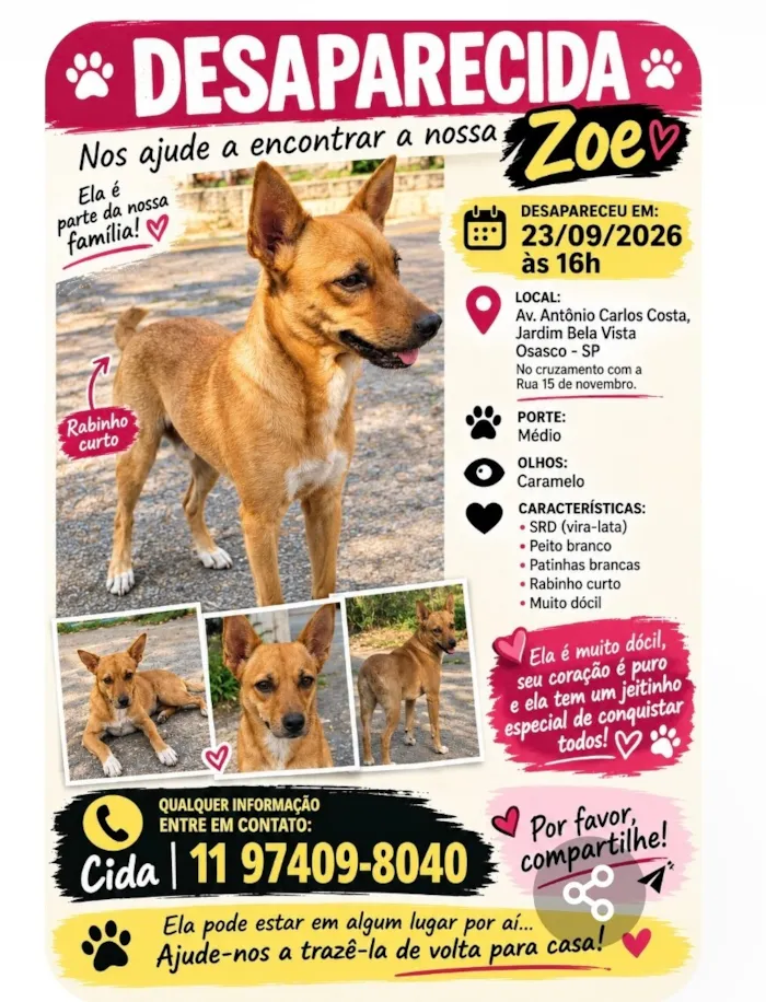 Cachorro raça SRD-ViraLata idade 3 anos nome Zoe