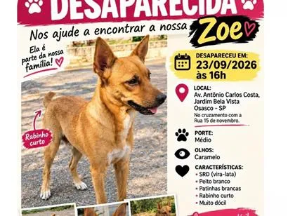 Cachorro raça SRD-ViraLata idade 3 anos nome Zoe