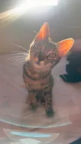 Bebé
