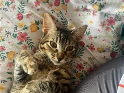 Gato raça SRD-ViraLata idade 7 a 11 meses nome Bebé
