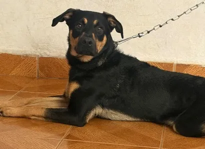 Cachorro raça Pastor Alemão idade 7 a 11 meses nome Flok