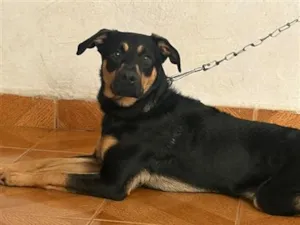 Cachorro raça Pastor Alemão idade 7 a 11 meses nome Flok