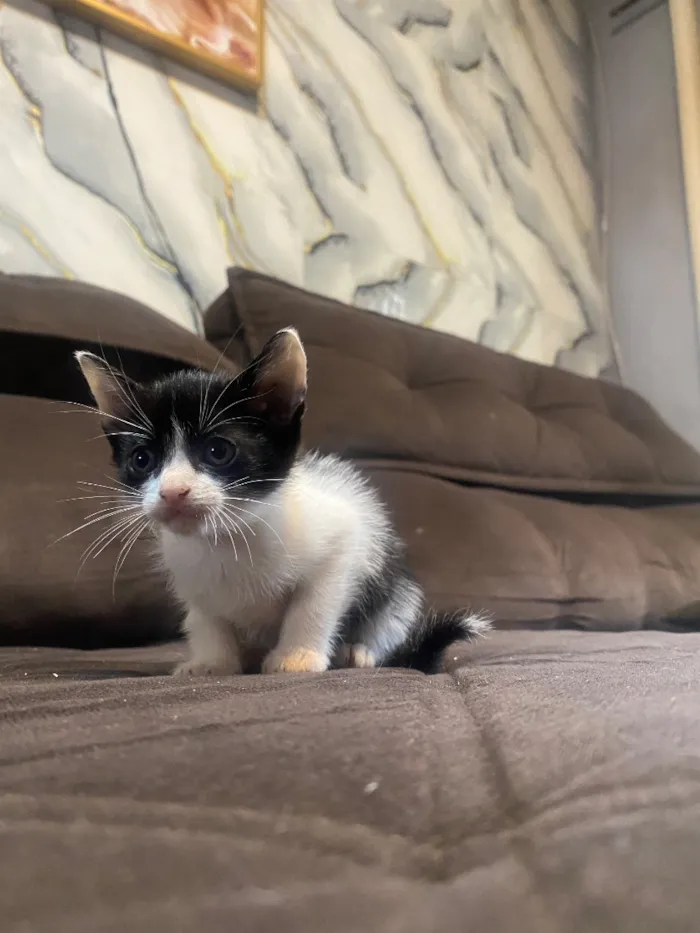 Gato raça SRD-ViraLata idade 2 a 6 meses nome Gatinhos