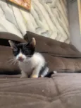 Gatinhos