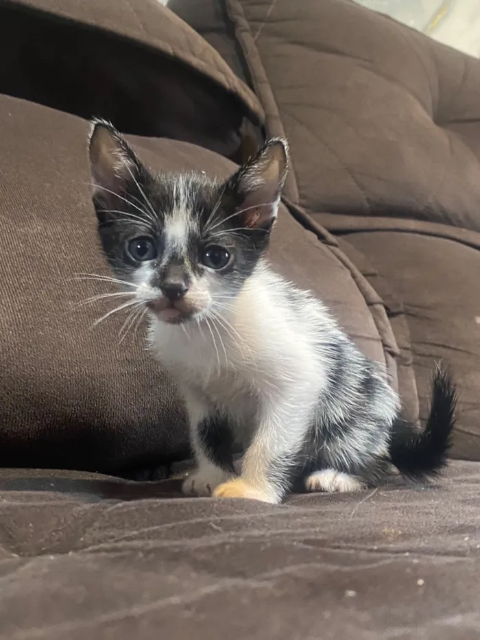 Gato raça SRD-ViraLata idade 2 a 6 meses nome Gatinhos
