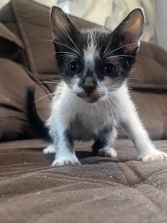 Gato raça SRD-ViraLata idade 2 a 6 meses nome Gatinhos
