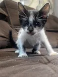 Gatinhos