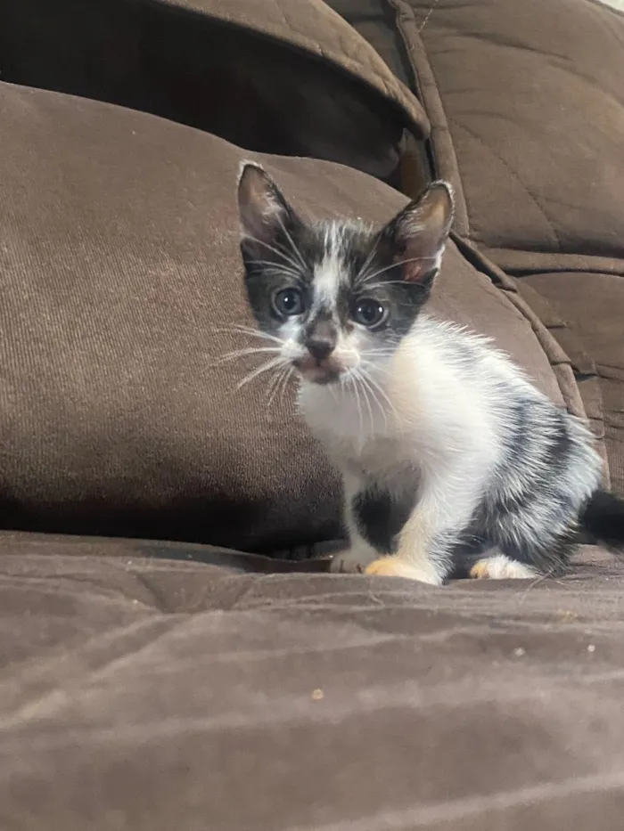 Gato raça SRD-ViraLata idade 2 a 6 meses nome Gatinhos