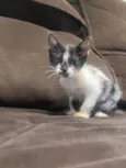 Gatinhos