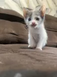 Gatinhos