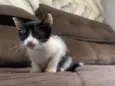 Gatinhos