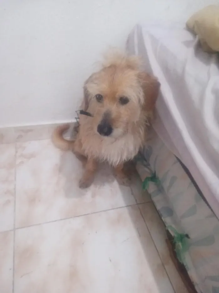 Cachorro raça SRD-ViraLata idade 3 anos nome Spaik 