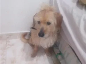 Cachorro raça SRD-ViraLata idade 3 anos nome Spaik 