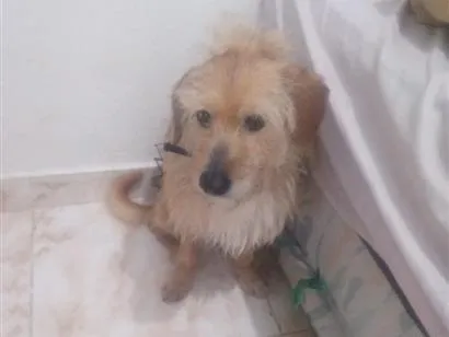 Cachorro raça SRD-ViraLata idade 3 anos nome Spaik 