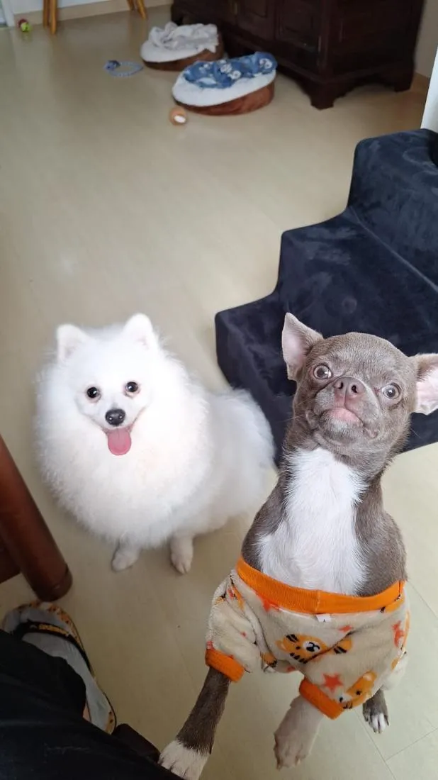 Cachorro raça SRD-ViraLata idade 2 anos nome Nico