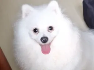 Cachorro raça SRD-ViraLata idade 2 anos nome Nico