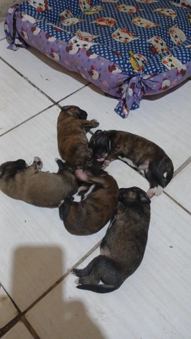 Cachorro raça SRD-ViraLata idade 2 a 6 meses nome magrelo, panda, chiclete