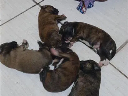 Cachorro raça SRD-ViraLata idade 2 a 6 meses nome magrelo, panda, chiclete