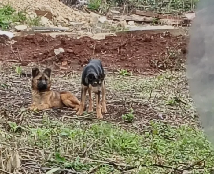 Cachorro raça SRD-ViraLata idade 2 a 6 meses nome pretinha e pastor 