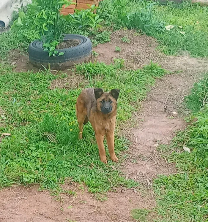 Cachorro raça SRD-ViraLata idade 2 a 6 meses nome pretinha e pastor 