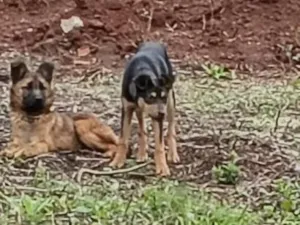 Cachorro raça SRD-ViraLata idade 2 a 6 meses nome pretinha e pastor 