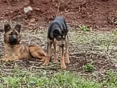 Cachorro raça SRD-ViraLata idade 2 a 6 meses nome pretinha e pastor 
