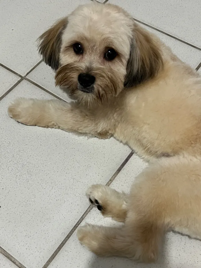 Cachorro raça Shitzu idade 4 anos nome Miles 