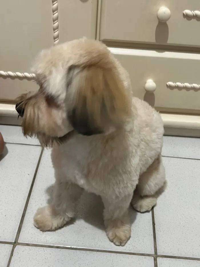 Cachorro raça Shitzu idade 4 anos nome Miles 
