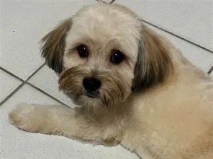 Cachorro raça Shitzu idade 4 anos nome Miles 