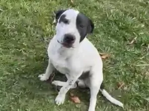 Cachorro raça SRD-ViraLata idade 1 ano nome Jack