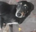 rex