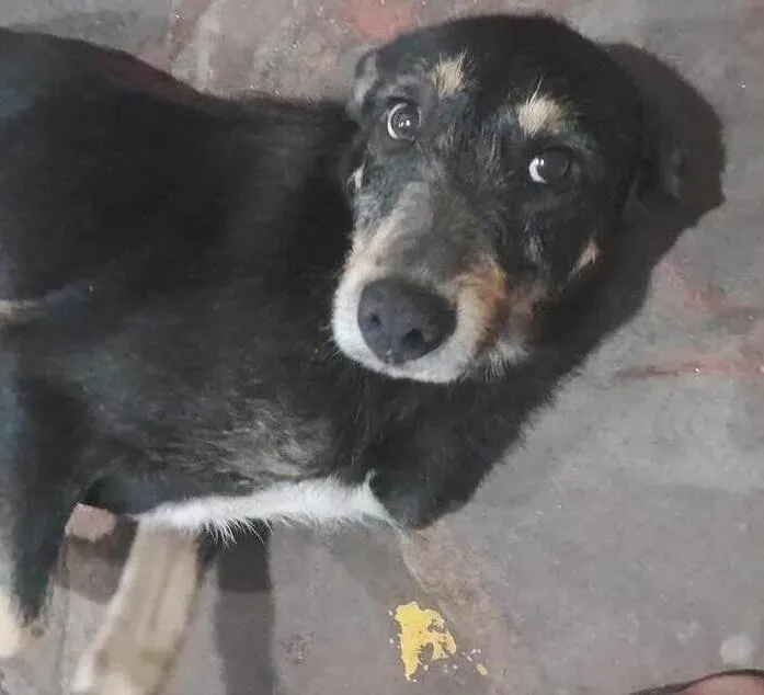 Cachorro raça SRD-ViraLata idade 3 anos nome rex