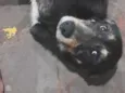 rex