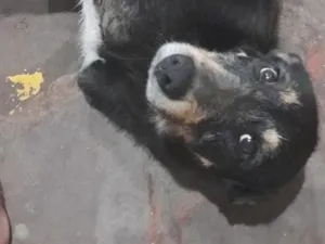 Cachorro raça SRD-ViraLata idade 3 anos nome rex