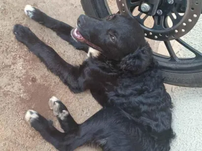 Cachorro raça SRD-ViraLata idade 7 a 11 meses nome Sheldon