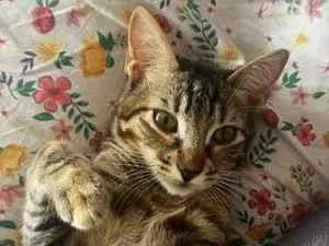 Gato raça SRD-ViraLata idade 7 a 11 meses nome Bebé