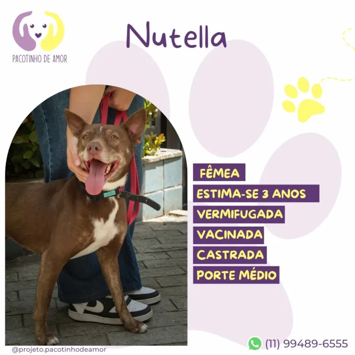 Cachorro raça SRD-ViraLata idade 3 anos nome Nutella