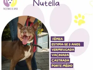 Cachorro raça SRD-ViraLata idade 3 anos nome Nutella