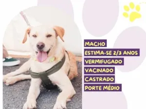 Cachorro raça SRD-ViraLata idade 2 anos nome Belo